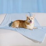 best cooling blanket for large dogs